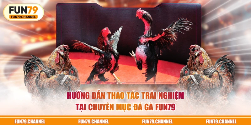 Hướng dẫn thao tác trải nghiệm tại chuyên mục Đá Gà FUN79